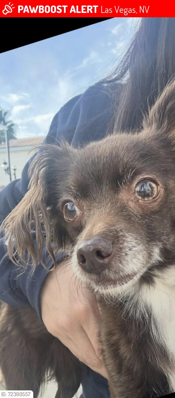 Las Vegas, NV Lost Female Dog, Bella Is Missing | PawBoost