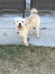 Lost Female Dog last seen Vermont and 57th, Los Angeles, CA 90037