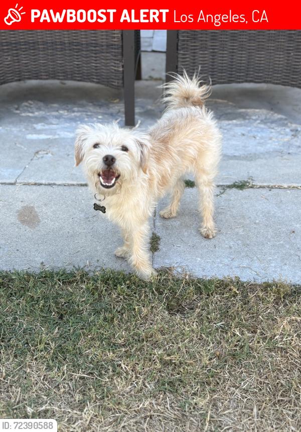Lost Female Dog last seen Vermont and 57th, Los Angeles, CA 90037