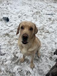 Lost Male Dog last seen hwy78/6, Collin County, TX 75173