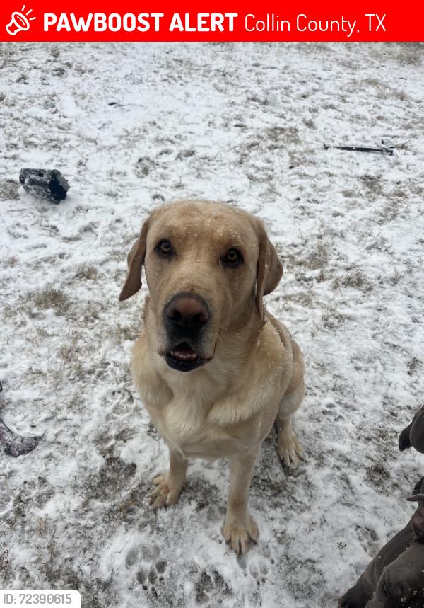 Lost Male Dog last seen hwy78/6, Collin County, TX 75173