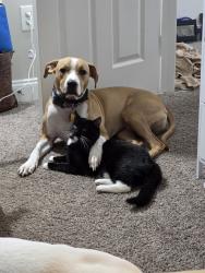 Lost Male Dog last seen Diamond Pet Food and Food Lion, Gaston, SC 29053