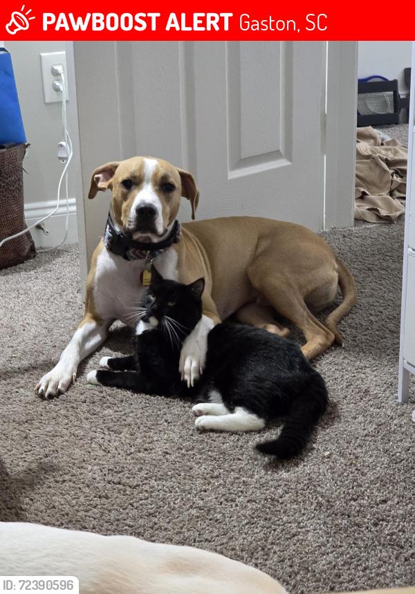 Lost Male Dog last seen Diamond Pet Food and Food Lion, Gaston, SC 29053
