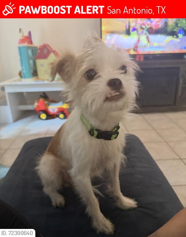 Lost Male Dog last seen east vestal, San Antonio, TX 78221