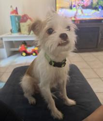 Lost Male Dog last seen east vestal, San Antonio, TX 78221