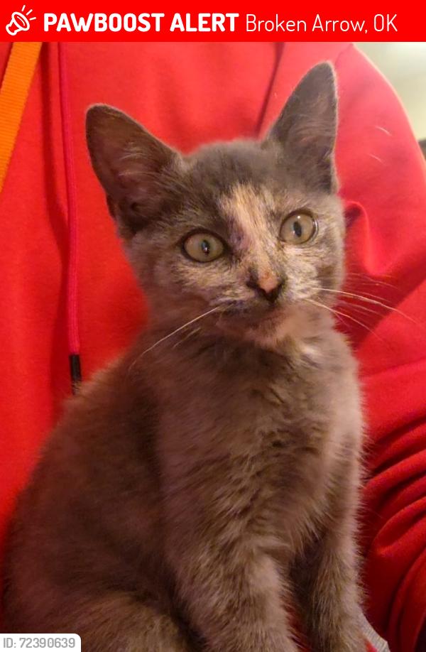 Lost Female Cat last seen apmt complex, Broken Arrow, OK 74011