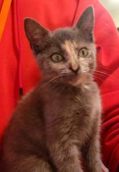 Lost Female Cat last seen apmt complex, Broken Arrow, OK 74011