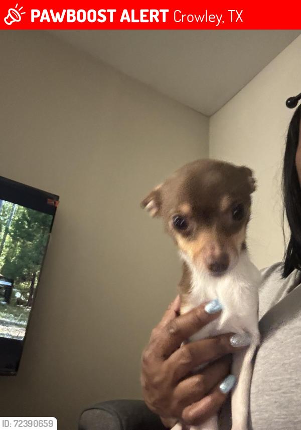 Lost Male Dog last seen Crowley , Crowley, TX 76036