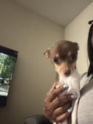 Lost Male Dog last seen Crowley , Crowley, TX 76036