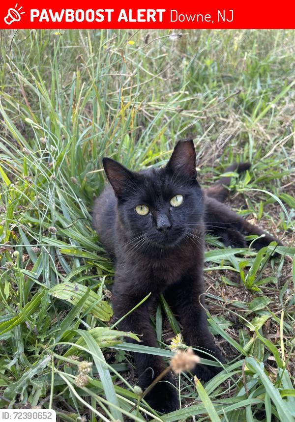 Lost Male Cat last seen Haleyville Road and Union Street , Downe, NJ 08349