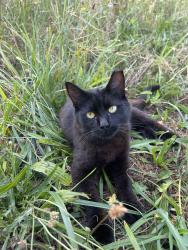 Lost Male Cat last seen Haleyville Road and Union Street , Downe, NJ 08349