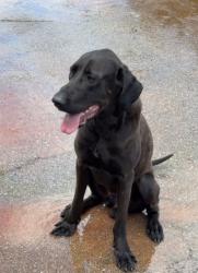 Lost Male Dog last seen 122nd N May Avenue, Oklahoma City, OK 73120