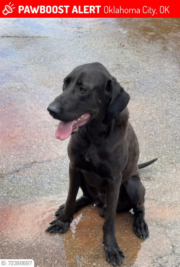Lost Male Dog last seen 122nd N May Avenue, Oklahoma City, OK 73120