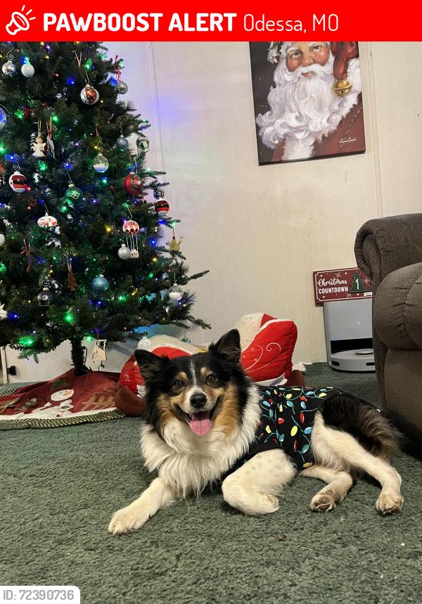 Lost Male Dog last seen Near Cumberland rd, Odessa, MO 64076