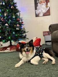 Lost Male Dog last seen Near Cumberland rd, Odessa, MO 64076