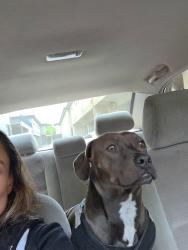 Lost Male Dog last seen Near lanark st , Los Angeles, CA 91304