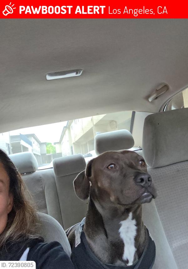 Lost Male Dog last seen Near lanark st , Los Angeles, CA 91304