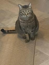 Lost Male Cat last seen Near Erie Ave & Superior , Seattle, WA 98122