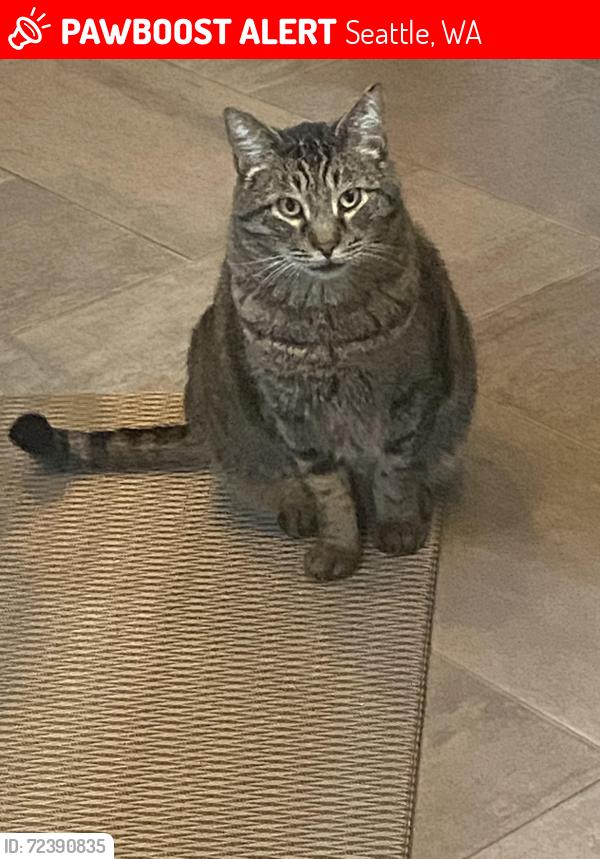 Lost Male Cat last seen Near Erie Ave & Superior , Seattle, WA 98122