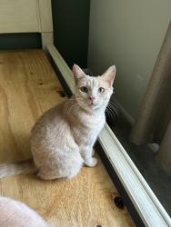 Lost Male Cat last seen Rolesville Rd/Ridge Haven Subdivision , Ridge Haven, NC 27591