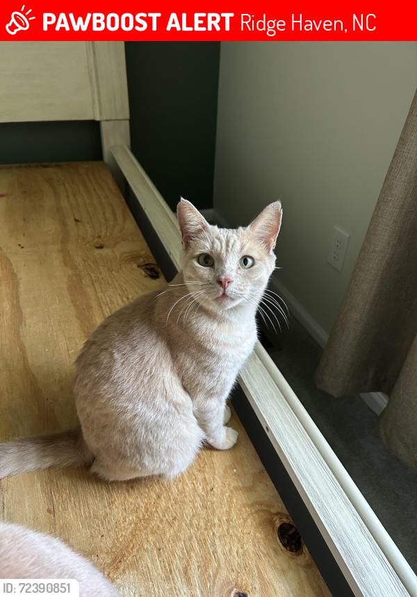 Lost Male Cat last seen Rolesville Rd/Ridge Haven Subdivision , Ridge Haven, NC 27591