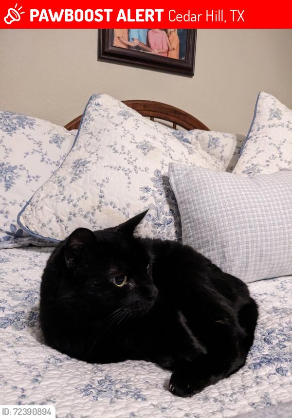 Lost Female Cat last seen Wood Dale and Laurel Hills, Cedar Hill, TX 75104
