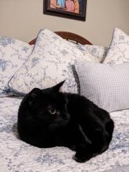 Lost Female Cat last seen Wood Dale and Laurel Hills, Cedar Hill, TX 75104