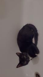 Lost Male Cat last seen Silverado ranch blvd, Zephyrhills, FL 33541