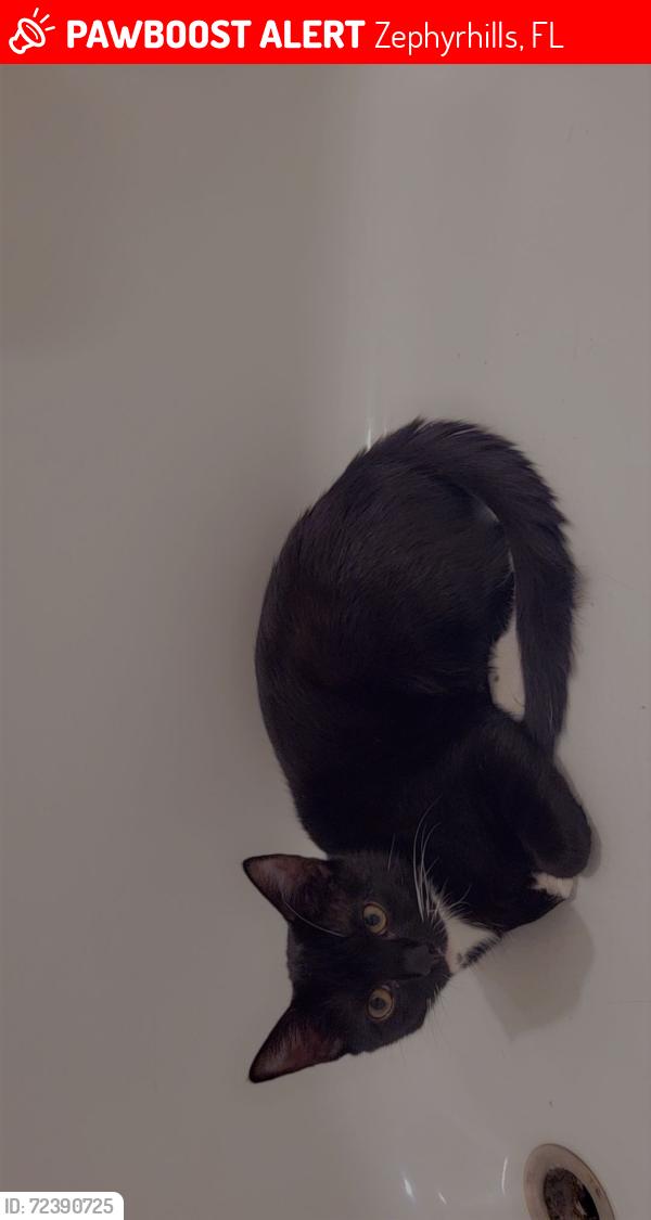 Lost Male Cat last seen Silverado ranch blvd, Zephyrhills, FL 33541