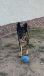 Lost Male Dog last seen Near W Encanto, Phoenix, AZ 85037