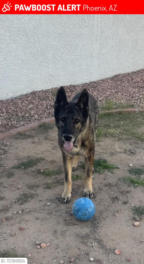 Lost Male Dog last seen Near W Encanto, Phoenix, AZ 85037