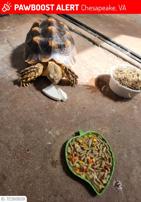 Lost Female Reptile last seen Hwy 17, Chesapeake, VA 23323