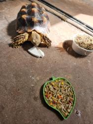 Lost Female Reptile last seen Hwy 17, Chesapeake, VA 23323