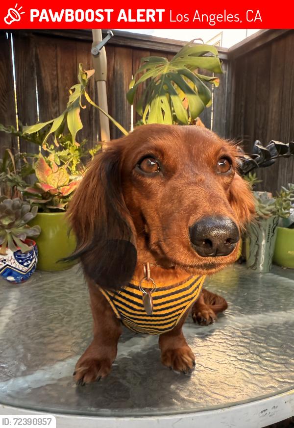 Lost Female Dog last seen Mott and Whittier Boulevard, Boyle Heights Sports Center , Los Angeles, CA 90023