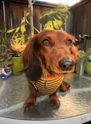 Lost Female Dog last seen Mott and Whittier Boulevard, Boyle Heights Sports Center , Los Angeles, CA 90023