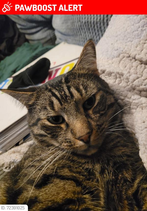 Lost Male Cat last seen Kings road, Greater London, England N18 2QR
