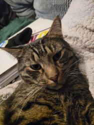 Lost Male Cat last seen Kings road, Greater London, England N18 2QR