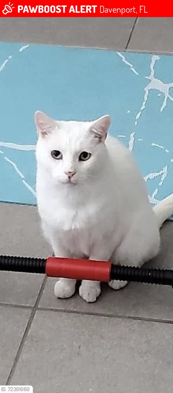 Lost Male Cat last seen Near Taft road Davenport fl, Davenport, FL 33837