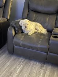 Lost Male Dog last seen Merced and Río Hondo PKWY, El Monte, CA 91733