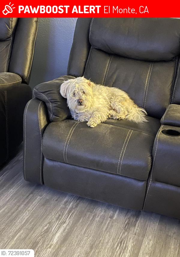 Lost Male Dog last seen Merced and Río Hondo PKWY, El Monte, CA 91733