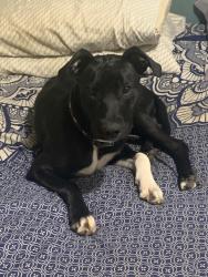 Lost Female Dog last seen Plymouth and Roberts ln, Bakersfield, CA 93308