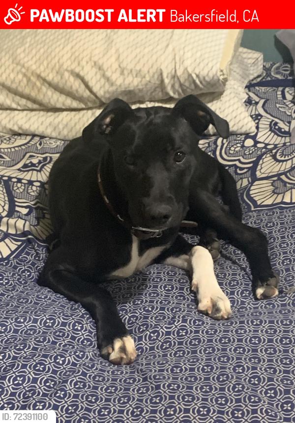 Lost Female Dog last seen Plymouth and Roberts ln, Bakersfield, CA 93308