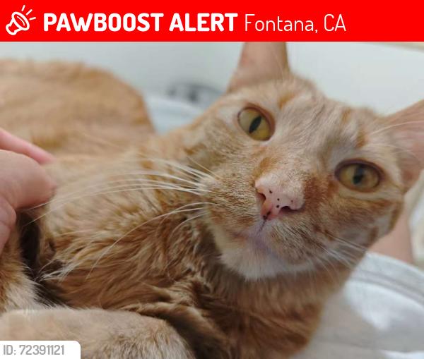 Lost Male Cat last seen Baseline leaf ln and lime ave, Fontana, CA 92336