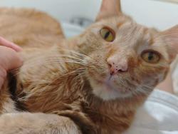 Lost Male Cat last seen Baseline leaf ln and lime ave, Fontana, CA 92336