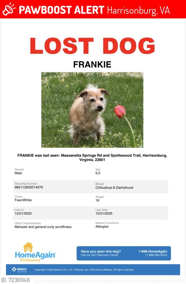 Lost Male Dog last seen Towards Willow ests, east from 7-11 up the hill into the woods, Harrisonburg, VA 22801