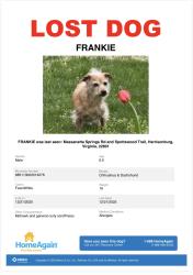 Lost Male Dog last seen Towards Willow ests, east from 7-11 up the hill into the woods, Harrisonburg, VA 22801
