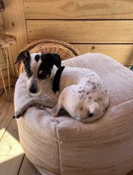 Lost Male Dog last seen Near Ave NW 34 st , Miami, FL 33122