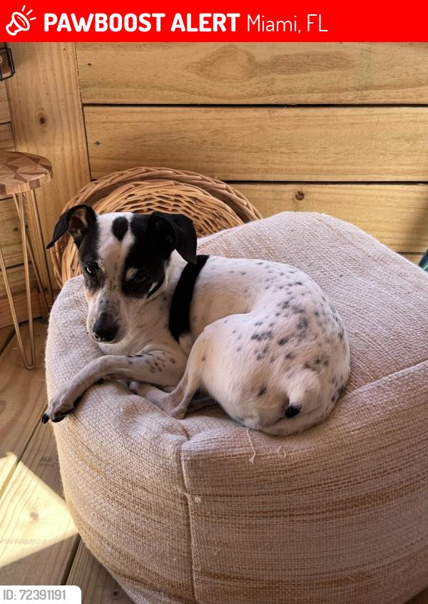 Lost Male Dog last seen Near Ave NW 34 st , Miami, FL 33122