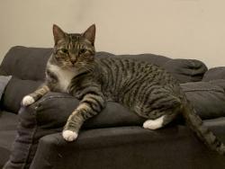 Lost Male Cat last seen Timbergreen Dr. & Stagecoach Rd., Magnolia, TX 77355