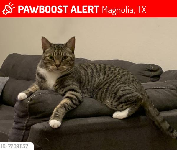 Lost Male Cat last seen Timbergreen Dr. & Stagecoach Rd., Magnolia, TX 77355